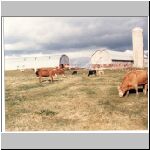 ferme Tin à boeuf